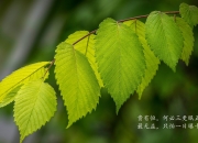 开云棋牌官方-步行者对阵马刺，切特如何成为攻防转换的隐形引擎